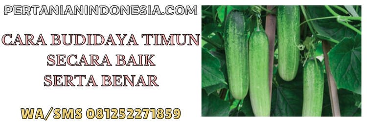ketimun,budidaya,budidaya timun,peluang bisnis,agrobisnis,agribisnis